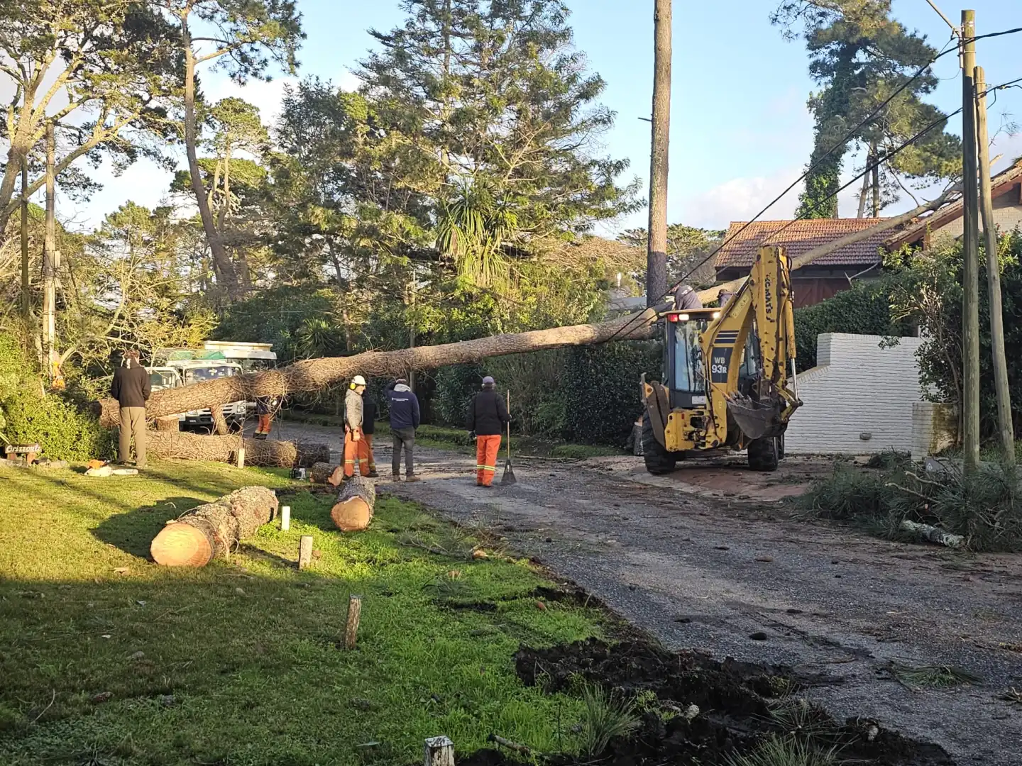 Árbol caído tras el temporal en Maldonado