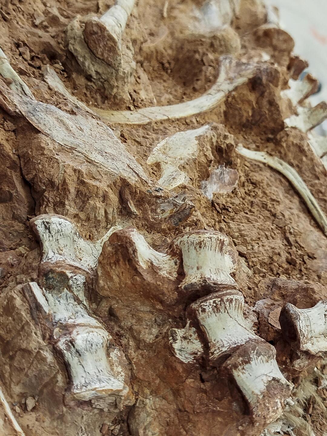Fósil de dinosaurio.