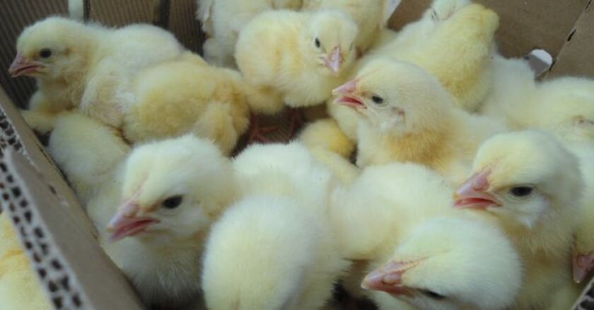 POLLOS
