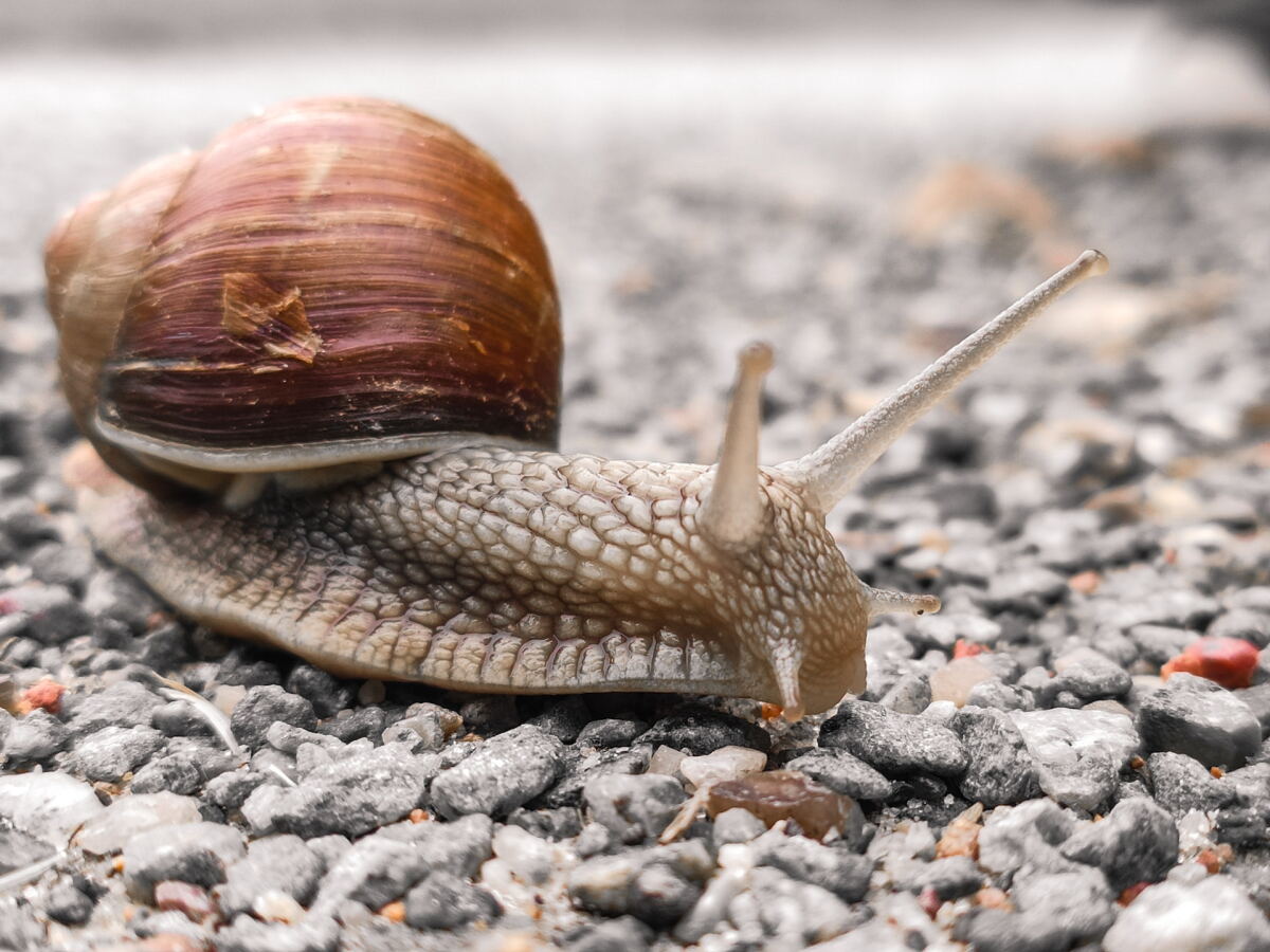 Un caracol.