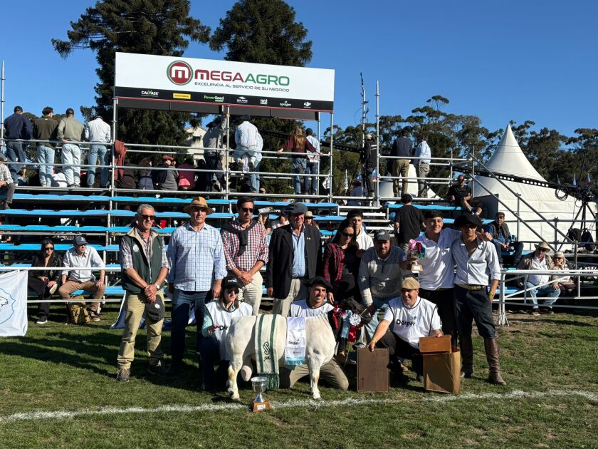 Gran Campeón PO Dorper de Los Guayabos.