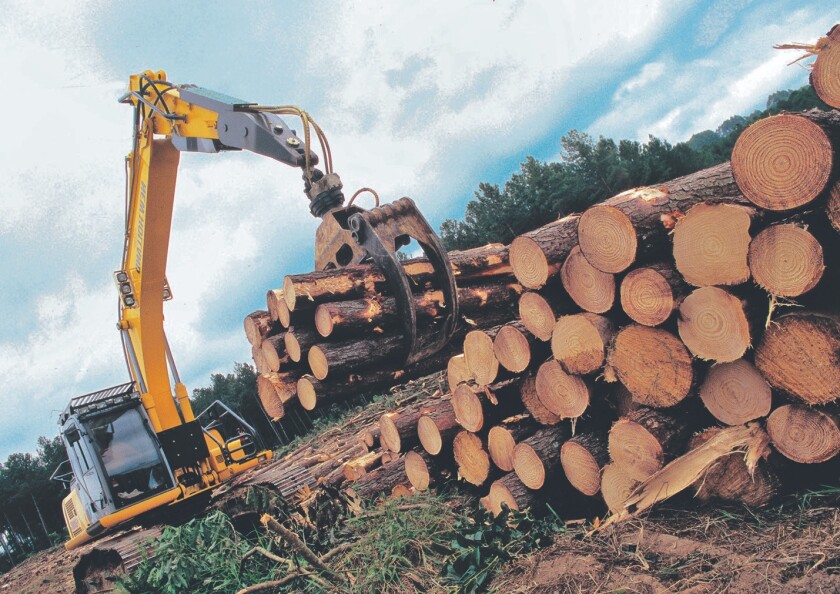 Forestación, sector forestal, madera