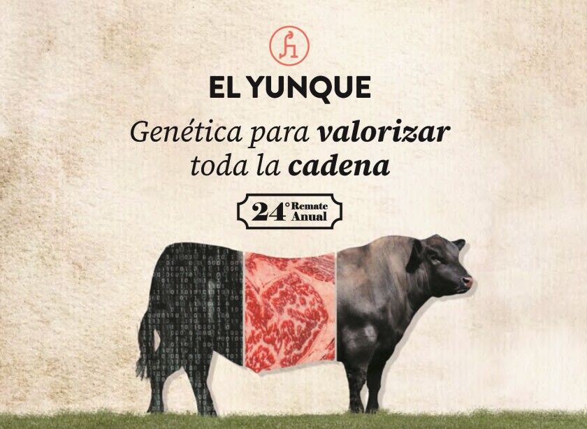 Previa El Yunque.jpg
