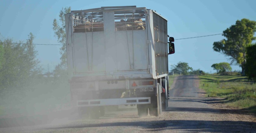 Camión con ganado