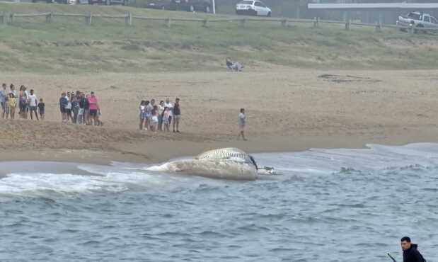 Ballena muerta en Maldonado.