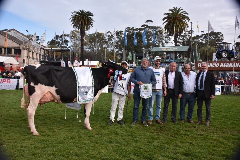 Holando longevo y con mucha leche 3 Gran Campeona SH de La Muesca.