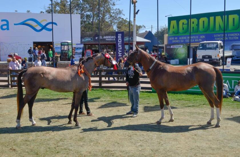 grandes-campeones-akhal-teke-prado-2015.jpg