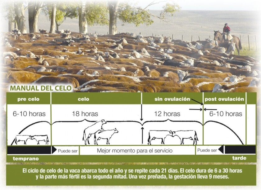 Inseminación vacuna