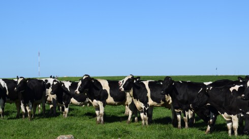 Lechería, tambo, vacas lecheras, Holando