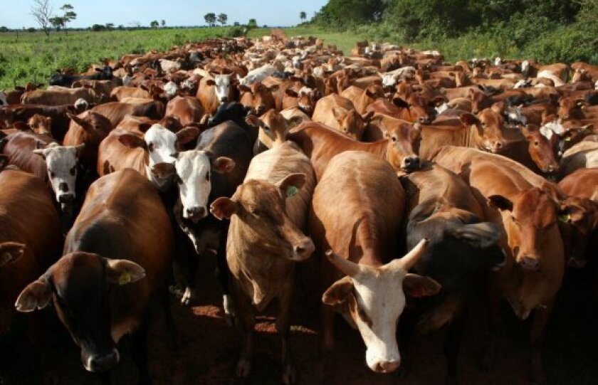 nuestra-ganaderia-este-ano-puede-dar-saltos-significativos-no-solo-por-la-exportacion-de-carne-que-apunta-a-nuevos-records-sino-tambien_595_383_171467