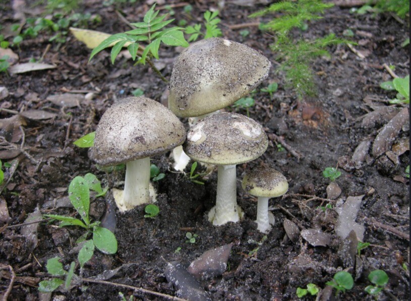 Amanita phalloide.