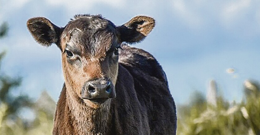 Preñeces tempranas dejan un escenario favorable para el próximo entore.jpg