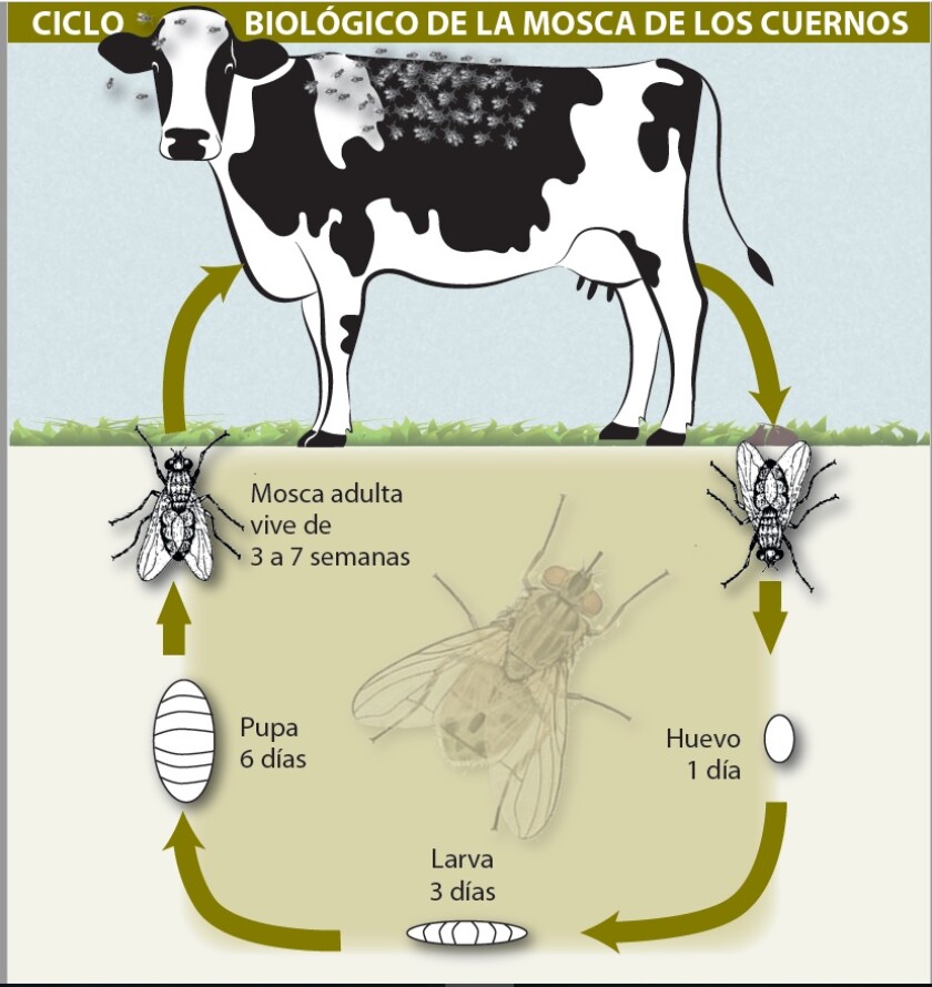 ciclo-mosca.jpg
