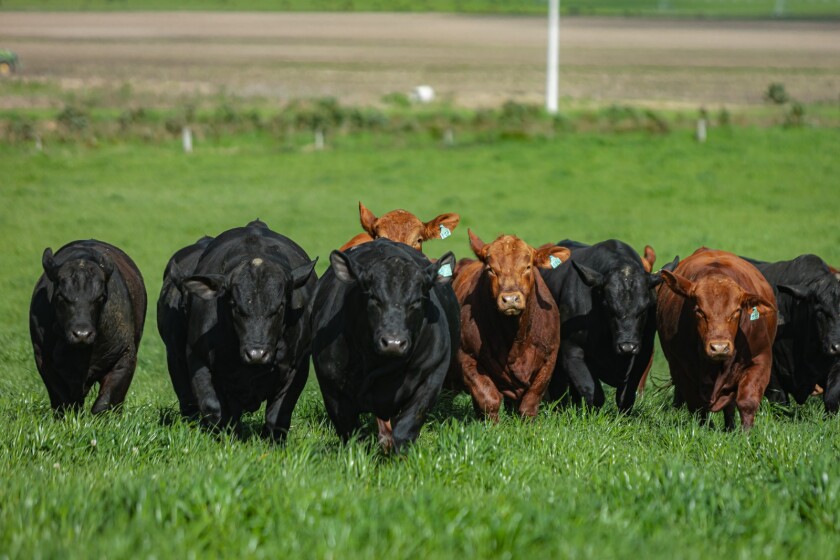Foto toros El Yunque.jpeg