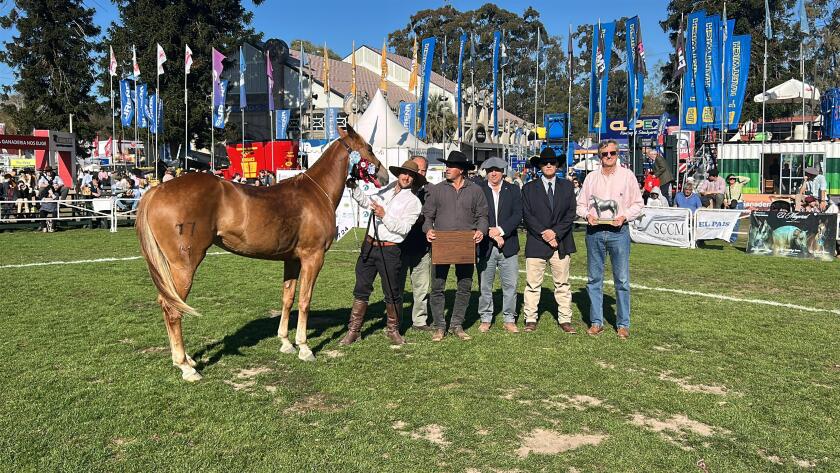 Gran Campeona Hembra Cuarto de Milla de El Chambón.jpeg