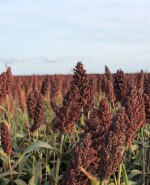 Sorgo