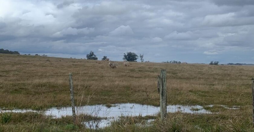 Clima, lluvia, tormenta, campo, mojado