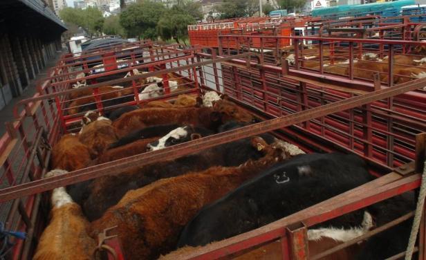 Ganado en pie. Foto: El País