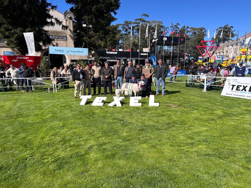 Gran Campeona Hembra Texel PO de cabaña La Blanquita.jpeg