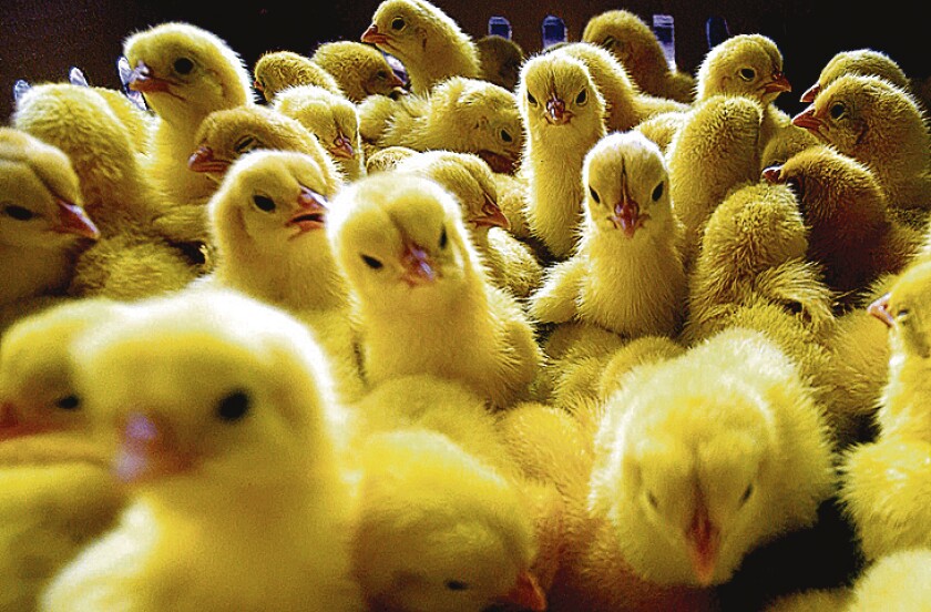 Pollos.